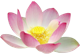pink lotus flower mini 80x54